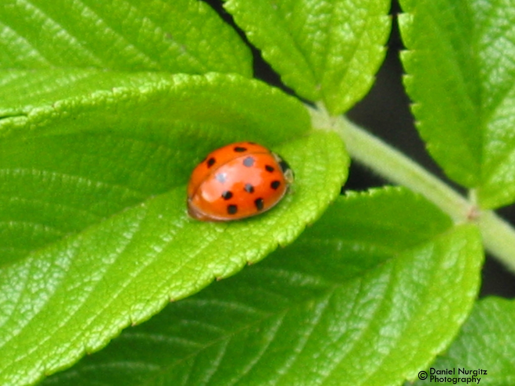 Lady bug on leaf